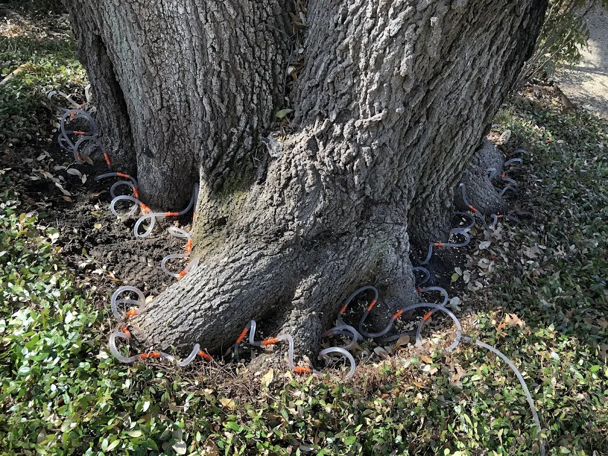 Detailed Tree Cabling and Bracing job site in Ethel