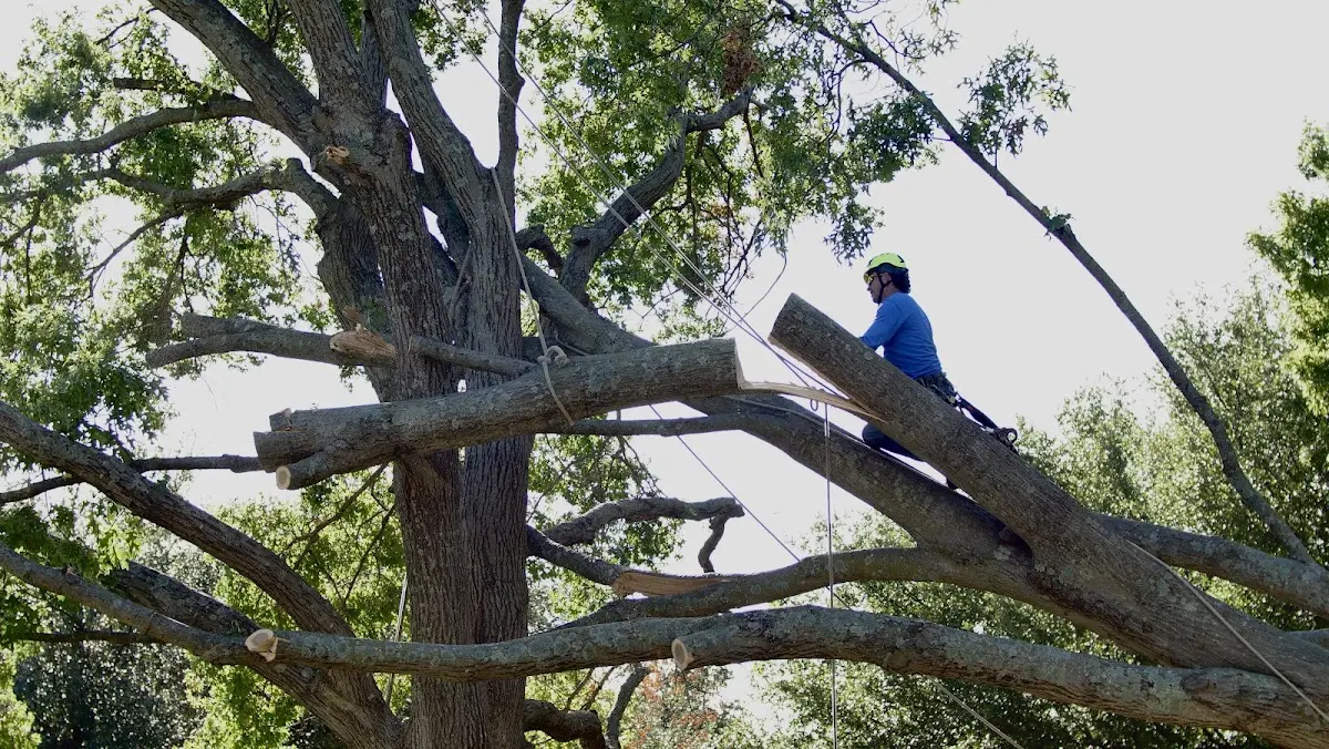 Professional Crown Thinning performed by certified arborists in Ethel